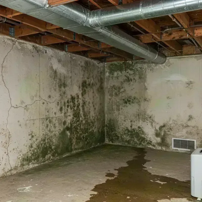 Professional Mold Removal in New Martinsville, WV